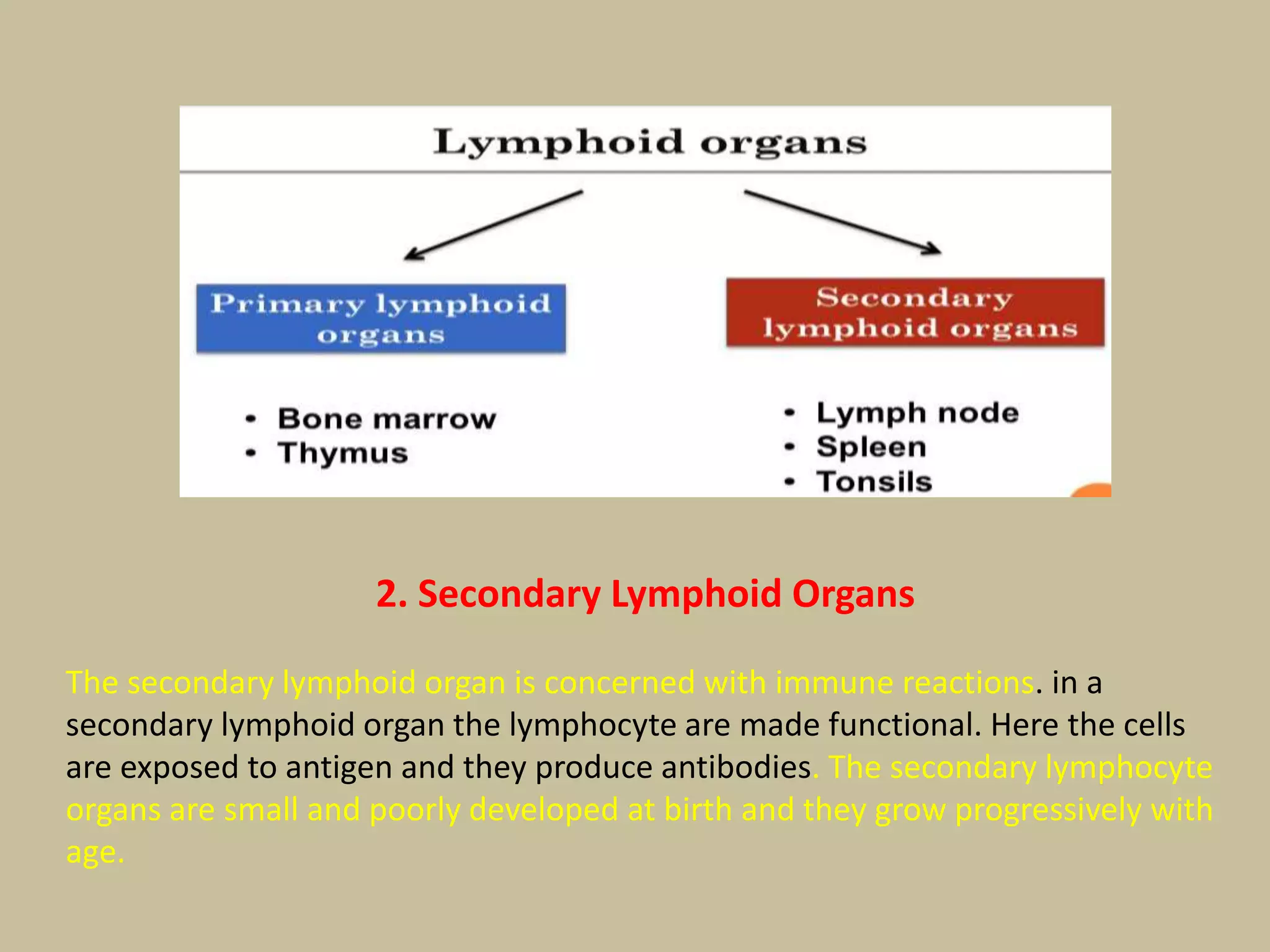 Lymphoid Organ Primary Secondary Organ Pptx