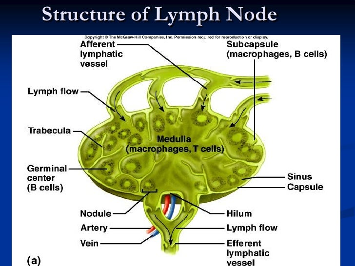Lymphoid organs