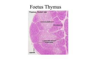 Foetus Thymus 