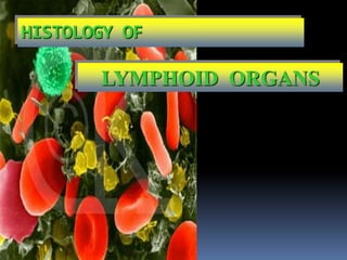 HISTOLOGY OF
LYMPHOID ORGANS
 