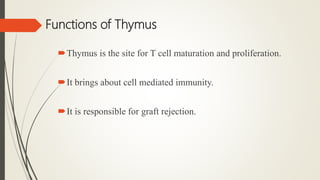 Functions of Thymus
Thymus is the site for T cell maturation and proliferation.
It brings about cell mediated immunity.
It is responsible for graft rejection.
 