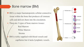 Bone marrow (BM)
 BM is a major haematopoietic cellular connective
tissue within the bone that produces all immune
cells and delivers them into the circulation.
 There are 3 types of bone marrow tissues:
Red Marrow
White Marrow
Stroma
 BM is richly supplied with blood vessels and
capillaries but it lacks lymphatic vessels.
 