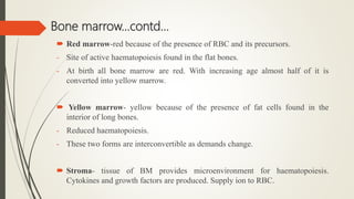 Bone marrow…contd…
 Red marrow-red because of the presence of RBC and its precursors.
- Site of active haematopoiesis found in the flat bones.
- At birth all bone marrow are red. With increasing age almost half of it is
converted into yellow marrow.
 Yellow marrow- yellow because of the presence of fat cells found in the
interior of long bones.
- Reduced haematopoiesis.
- These two forms are interconvertible as demands change.
 Stroma- tissue of BM provides microenvironment for haematopoiesis.
Cytokines and growth factors are produced. Supply ion to RBC.
 