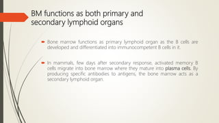 BM functions as both primary and
secondary lymphoid organs
 Bone marrow functions as primary lymphoid organ as the B cells are
developed and differentiated into immunocompetent B cells in it.
 In mammals, few days after secondary response, activated memory B
cells migrate into bone marrow where they mature into plasma cells. By
producing specific antibodies to antigens, the bone marrow acts as a
secondary lymphoid organ.
 