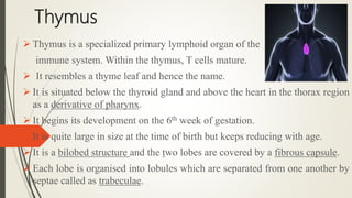 Thymus
 Thymus is a specialized primary lymphoid organ of the
immune system. Within the thymus, T cells mature.
 It resembles a thyme leaf and hence the name.
 It is situated below the thyroid gland and above the heart in the thorax region
as a derivative of pharynx.
 It begins its development on the 6th week of gestation.
 It is quite large in size at the time of birth but keeps reducing with age.
 It is a bilobed structure and the two lobes are covered by a fibrous capsule.
 Each lobe is organised into lobules which are separated from one another by
septae called as trabeculae.
 