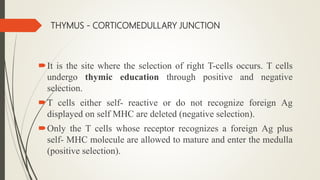 THYMUS - CORTICOMEDULLARY JUNCTION
It is the site where the selection of right T-cells occurs. T cells
undergo thymic education through positive and negative
selection.
T cells either self- reactive or do not recognize foreign Ag
displayed on self MHC are deleted (negative selection).
Only the T cells whose receptor recognizes a foreign Ag plus
self- MHC molecule are allowed to mature and enter the medulla
(positive selection).
 