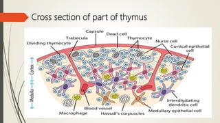 Cross section of part of thymus
 