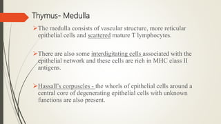 Thymus- Medulla
The medulla consists of vascular structure, more reticular
epithelial cells and scattered mature T lymphocytes.
There are also some interdigitating cells associated with the
epithelial network and these cells are rich in MHC class II
antigens.
Hassall’s corpuscles - the whorls of epithelial cells around a
central core of degenerating epithelial cells with unknown
functions are also present.
 