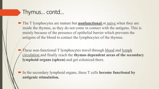 Thymus… contd…
 The T lymphocytes are mature but nonfunctional or naive when they are
inside the thymus, as they do not come in contact with the antigens. This is
mainly because of the presence of epithelial barrier which prevents the
antigens of the blood to contact the lymphocytes of the thymus.
 These non-functional T lymphocytes travel through blood and lymph
circulation and finally reach the thymus dependent areas of the secondary
lymphoid organs (spleen) and get colonized there.
 In the secondary lymphoid organs, these T cells become functional by
antigenic stimulation.
 