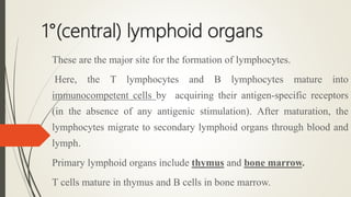 1°(central) lymphoid organs
These are the major site for the formation of lymphocytes.
Here, the T lymphocytes and В lymphocytes mature into
immunocompetent cells by acquiring their antigen-specific receptors
(in the absence of any antigenic stimulation). After maturation, the
lymphocytes migrate to secondary lymphoid organs through blood and
lymph.
Primary lymphoid organs include thymus and bone marrow.
T cells mature in thymus and B cells in bone marrow.
 
