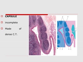 Lymphoid organs | PPT