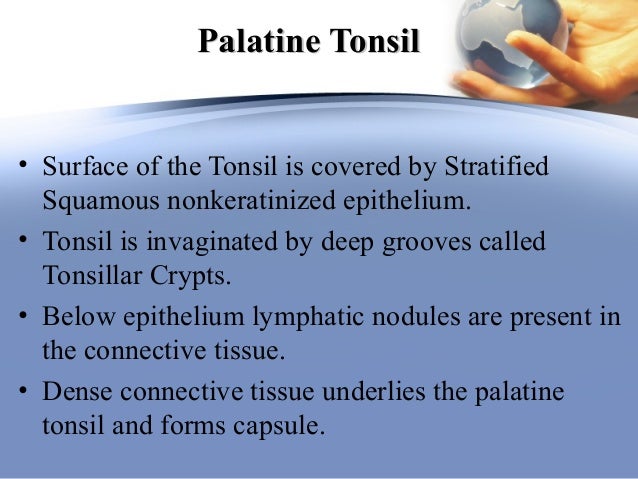 Lymphoid system
