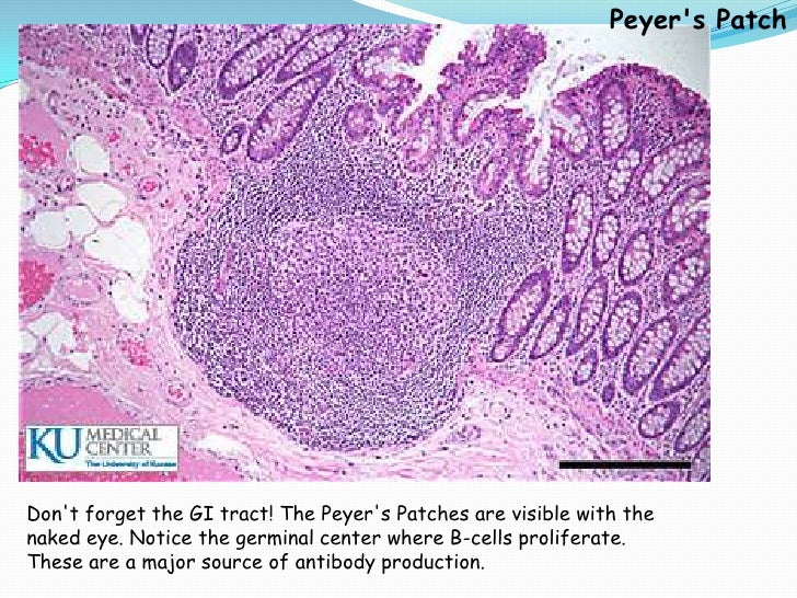 Lymphoid System By Yapa Wijeratne