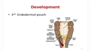 LYMPHOID TIASUES.pdf