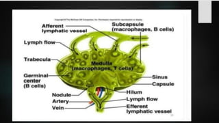 LYMPHOID TIASUES.pdf
