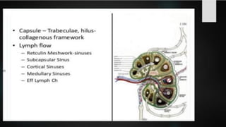 LYMPHOID TIASUES.pdf