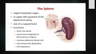 LYMPHOID TIASUES.pdf