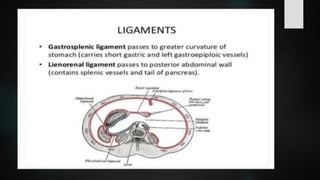 LYMPHOID TIASUES.pdf
