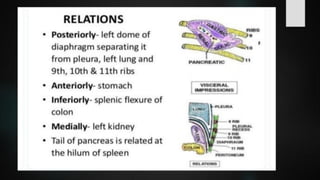 LYMPHOID TIASUES.pdf