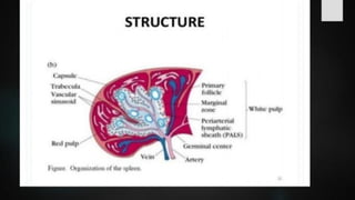 LYMPHOID TIASUES.pdf
