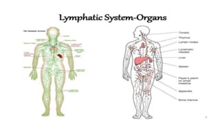 LYMPHOID TIASUES.pdf