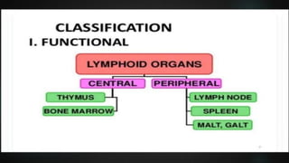 LYMPHOID TIASUES.pdf