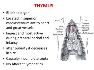 THYMUS
• Bi-lobed organ
• Located in superior
mediasternum ant to heart
and great vessels.
• largest and most active
during prenatal period and
infancy
• after puberty it decreases
in size
• Capsule- incomplete septa
• No Afferent lymphatics
 