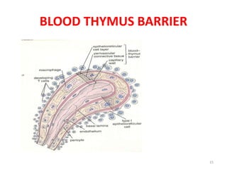 BLOOD THYMUS BARRIER
15
 