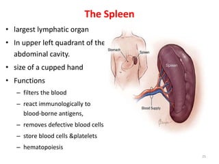 The Spleen
• largest lymphatic organ
• In upper left quadrant of the
abdominal cavity.
• size of a cupped hand
• Functions
– filters the blood
– react immunologically to
blood-borne antigens,
– removes defective blood cells
– store blood cells &platelets
– hematopoiesis
25
 