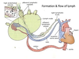 Formation & flow of lymph
 
