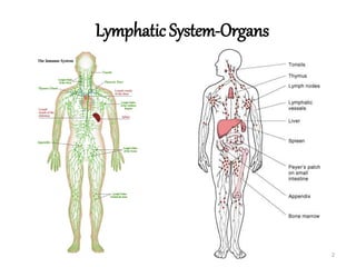 Lymphoid tissue