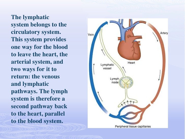 The Lymphatic System