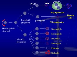 Hematopoietic
stem cell
Neutrophils
Eosinophils
Basophils
Monocytes
Platelets
Red cells
Myeloid
progenitor
T-lymphocytes
Plasma
cells
B-lymphocytes
naïve
Pro B
Lymphoid
progenitor
prethymic
 