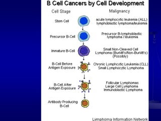 B-Cell Cancers
 