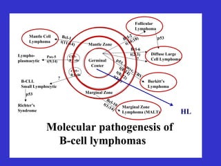 Germinal
Center
Mantle Zone
Pax-5
t(9;14)
Marginal Zone
Lympho-
plasmacytic
Mantle Cell
Lymphoma
Bcl-1
t(11;14)
Follicular
Lymphoma
p53
Bcl-2
t(14;18)
Bcl-6
t(2;3)
?
Diffuse Large
Cell Lymphoma
Burkitt’s
Lymphoma
p53, c-myc, EBV
t(8;14)
t(8;22)
t(2;8)
B-CLL
Small Lymphocytic
p53
Richter’s
Syndrome
Marginal Zone
Lymphoma (MALT)
Bcl-10
t(1;14)
CD5+
B Cells
CD5-
B Cells
?
Molecular pathogenesis of
B-cell lymphomas
HL
 