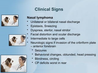 Lymphoma types and examination multiple mylar plasma cell lipid storage ...