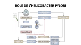 ROLE DE L’HELICOBACTER PYLORI
 