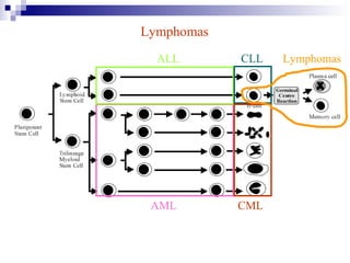 AML
ALL CLL
CML
Lymphomas
Lymphomas
 