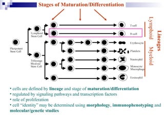 Stages of Maturation/Differentiation
Lineages
LymphoidMyeloid
• cells are defined by lineage and stage of maturation/differentiation
• regulated by signaling pathways and transcription factors
• role of proliferation
• cell “identity” may be determined using morphology, immunophenotyping and
molecular/genetic studies
 
