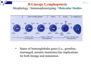 B-Lineage Lymphopoiesis
Morphology / Immunophenotyping / Molecular Studies
• Status of immunglobulin genes (i.e., germline,
rearranged, somatic mutations) has implications
for both lineage and maturation.
 