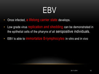 EBV
10
• Once infected, a lifelong carrier state develops.
• Low grade virus replication and shedding can be demonstrated in
the epithelial cells of the pharynx of all seropositive individuals.
• EBV is able to immortalize B-lymphocytes in vitro and in vivo
29-11-2016
 