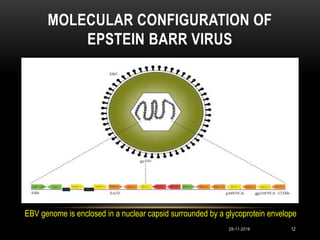 MOLECULAR CONFIGURATION OF
EPSTEIN BARR VIRUS
1229-11-2016
EBV genome is enclosed in a nuclear capsid surrounded by a glycoprotein envelope
 