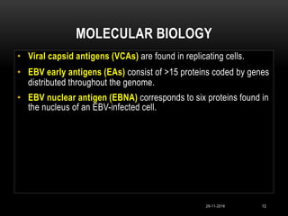 MOLECULAR BIOLOGY
13
• Viral capsid antigens (VCAs) are found in replicating cells.
• EBV early antigens (EAs) consist of >15 proteins coded by genes
distributed throughout the genome.
• EBV nuclear antigen (EBNA) corresponds to six proteins found in
the nucleus of an EBV-infected cell.
29-11-2016
 