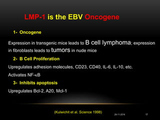 1- Oncogene
Expression in transgenic mice leads to B cell lymphoma; expression
in fibroblasts leads to tumors in nude mice
2- B Cell Proliferation
Upregulates adhesion molecules, CD23, CD40, IL-6, IL-10, etc.
Activates NF-B
3- Inhibits apoptosis
Upregulates Bcl-2, A20, Mcl-1
LMP-1 is the EBV Oncogene
(Kulwichit et al. Science 1998)
29-11-2016 17
 