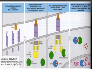 29-11-2016 28
Caspase-activated
deoxyribonuclease (CAD)
and its inhibitor (I-CAD)
 