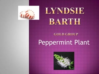 Lyndsie Barth    GOLD Group  Peppermint Plant 