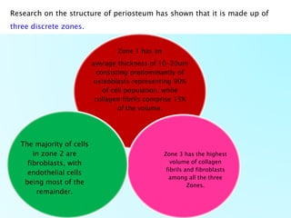 Research on the structure of periosteum has shown that it is made up of
three discrete zones.
Zone 1 has an
average thickness of 10-20um
consisting predominantly of
osteoblasts representing 90%
of cell population, while
collagen fibrils comprise 15%
of the volume.
Zone 3 has the highest
volume of collagen
fibrils and fibroblasts
among all the three
Zones.
The majority of cells
in zone 2 are
fibroblasts, with
endothelial cells
being most of the
remainder.
 
