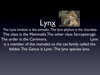 Lynx
The Lynx kindom is the animalia. The lynx phylum is the chordata.

The class is the Mammalia.The other class Sarcopterygii.
The order is the Carnivora.
Lynx
is a member of the mamales to the cat family called the
felidea The Genus is Lynx. The lynx species lynx.

 
