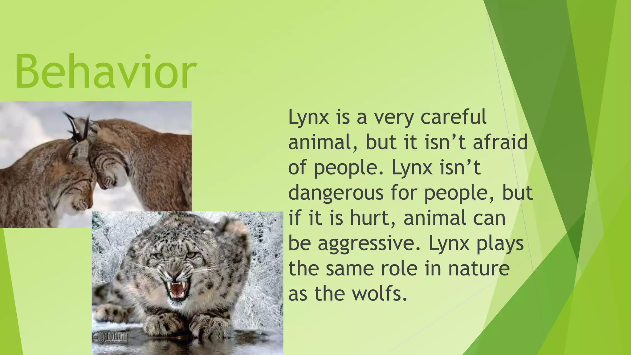Lynx PPTX Lynx PPTX