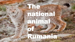 The
national
animal
of
Rumania
 